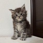 メインクーン