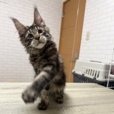 メインクーン