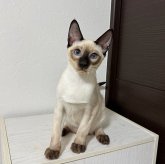 シャム(サイアミーズ)