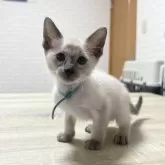 シャム(サイアミーズ)