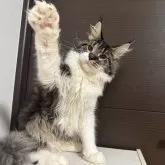 メインクーン