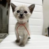 シャム(サイアミーズ)