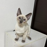 シャム(サイアミーズ)