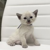 シャム(サイアミーズ)