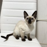 シャム(サイアミーズ)