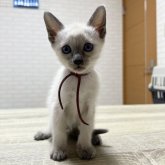 シャム(サイアミーズ)