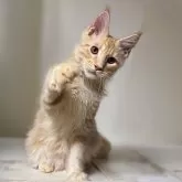 メインクーン