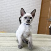 シャム(サイアミーズ)