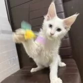 メインクーン