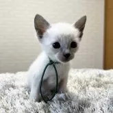 シャム(サイアミーズ)