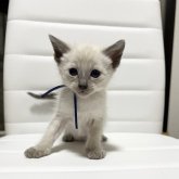 シャム(サイアミーズ)