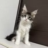 メインクーン【京都府・女の子・2025年4月28日・ブラウンタビー&ホワイト】の写真1