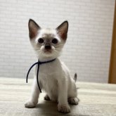 シャム(サイアミーズ)