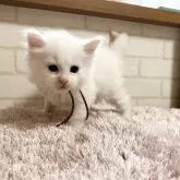 メインクーン【京都府・女の子・2025年5月1日・ホワイトソリッド(ゴールドアイ)】の写真5