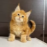 メインクーン【京都府・男の子・2025年9月1日・レッドタビー】の写真4