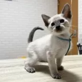 シャム(サイアミーズ)【京都府・男の子・2025年5月17日・ブルーポイント】の写真9