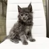 メインクーン【京都府・男の子・2025年10月7日・ブルーソリッド】の写真3