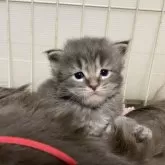 メインクーン【京都府・男の子・2025年1月27日・ブルータビー】の写真4