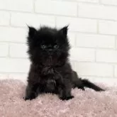 メインクーン【京都府・女の子・2025年3月20日・ブラックソリッド】の写真9