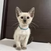 シャム(サイアミーズ)【京都府・男の子・2025年5月17日・ブルーポイント】の写真8