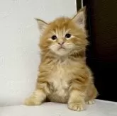 メインクーン【京都府・男の子・2025年9月1日・レッドタビー】の写真15