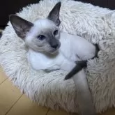 シャム(サイアミーズ)【京都府・男の子・2025年5月17日・ブルーポイント】の写真7