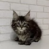 メインクーン【京都府・女の子・2025年4月18日・ブラウンタビー】の写真5