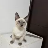 シャム(サイアミーズ)【京都府・男の子・2025年5月17日・ブルーポイント】の写真3