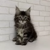 メインクーン【京都府・女の子・2025年4月18日・ブラウンタビー】の写真6