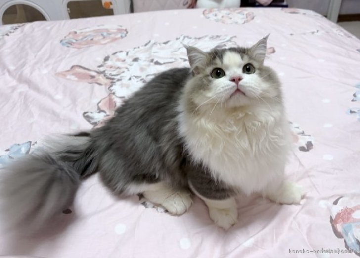 外産親猫(北極星)｜清水　光一(しみず　こういち)ブリーダー(千葉県・マンチカンなど・ICC登録)の紹介写真3