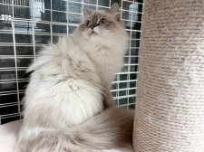 ラグドール【・女の子・2023年3月12日・シールポイント】