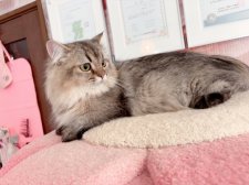 ミヌエット【・女の子・2024年4月10日・ブラックゴールデン】