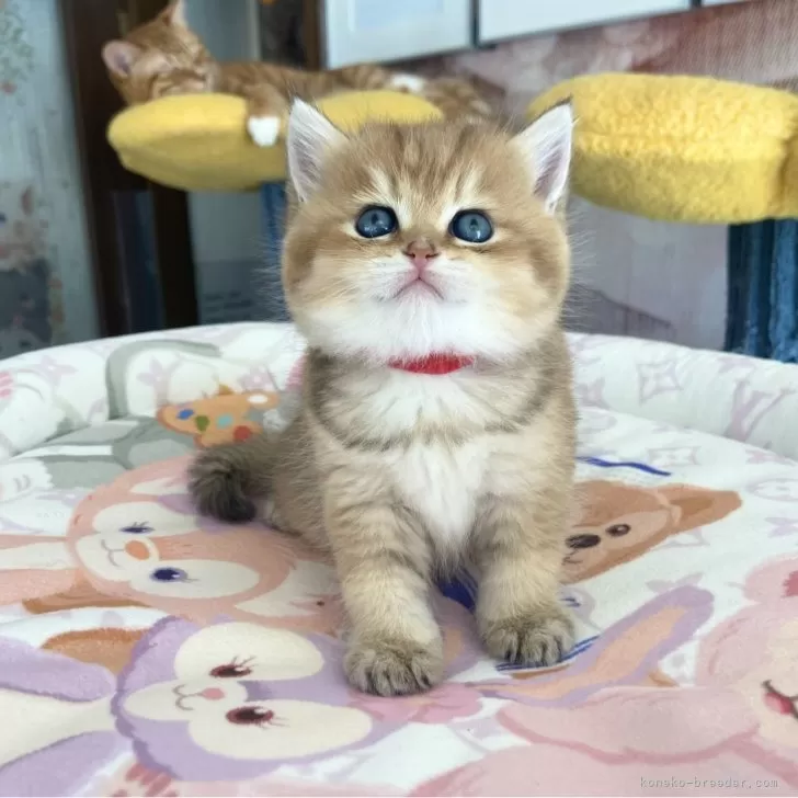 ID：2409-02445の子猫