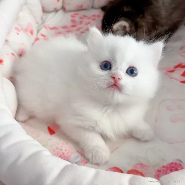 ID：2409-00279の子猫