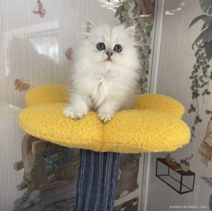 ID：2307-02508の子猫