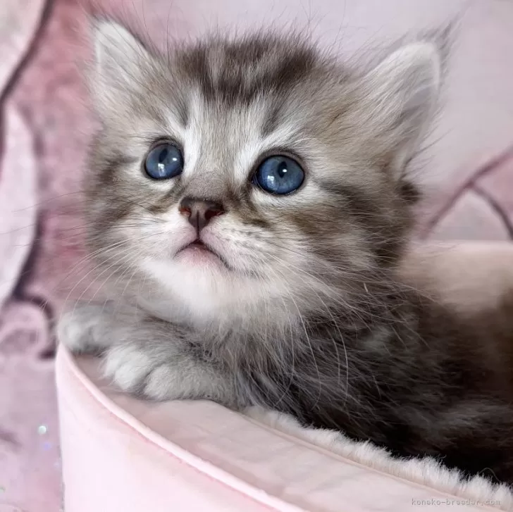 ID：2312-02373の子猫