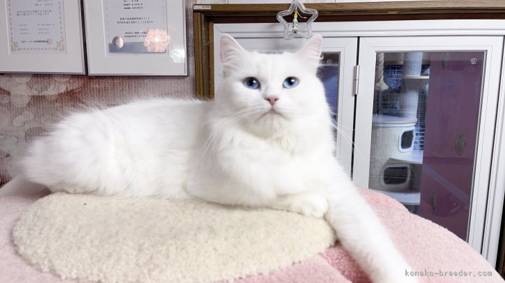 ミヌエット【・女の子・2023年12月24日・ホワイト】