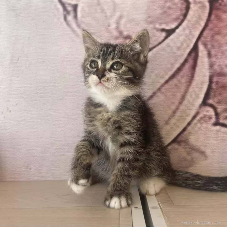 ID:2312-02355の子猫