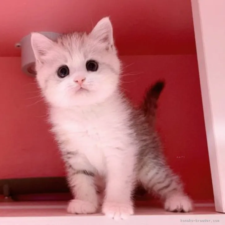 ID:2309-01895の子猫