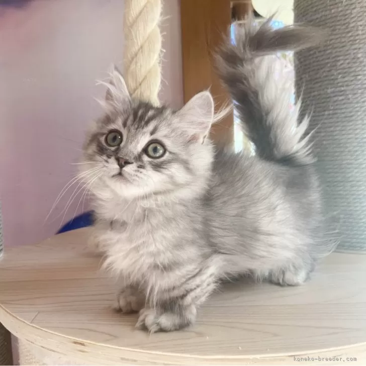 ID：2312-02372の子猫
