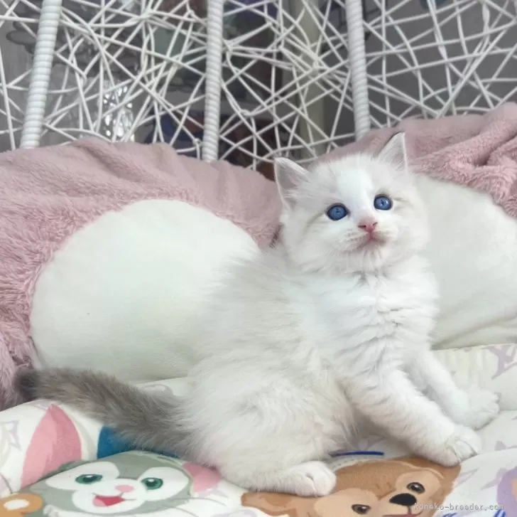 ID:2403-00483の子猫