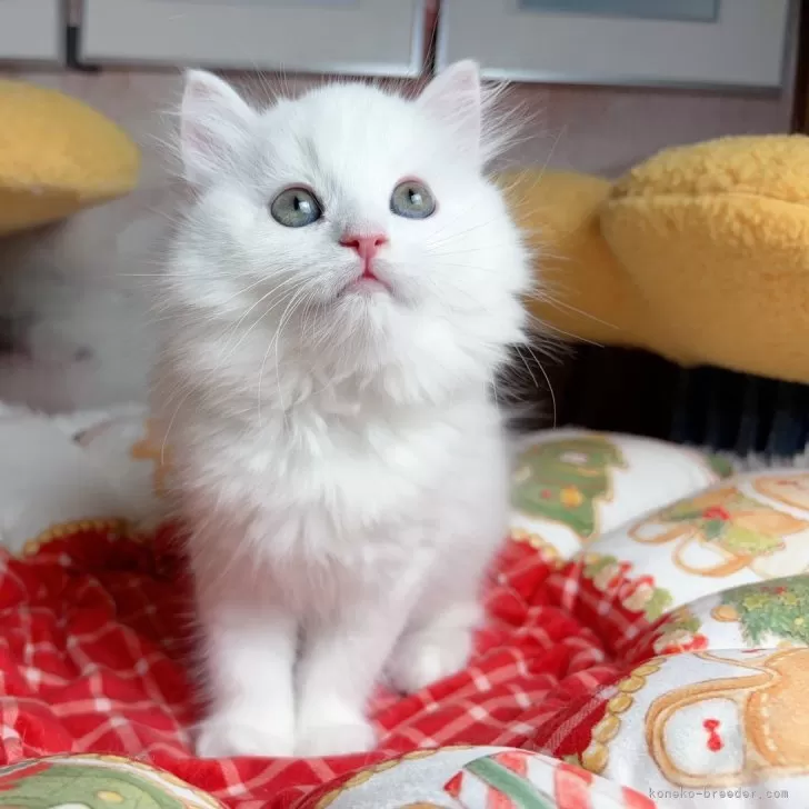 ID：2409-02458の子猫