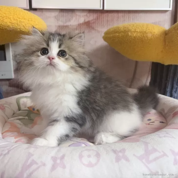 ID:2404-03647の子猫