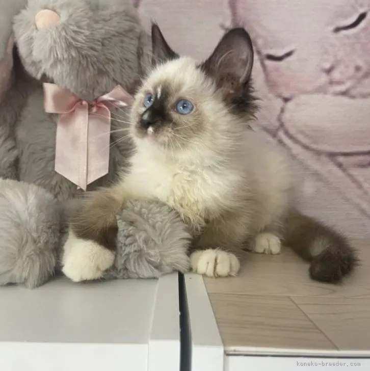 ID:2304-01951の子猫