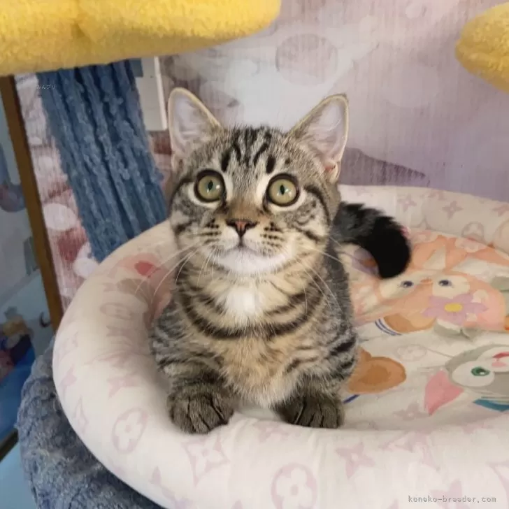 ID：2405-03858の子猫