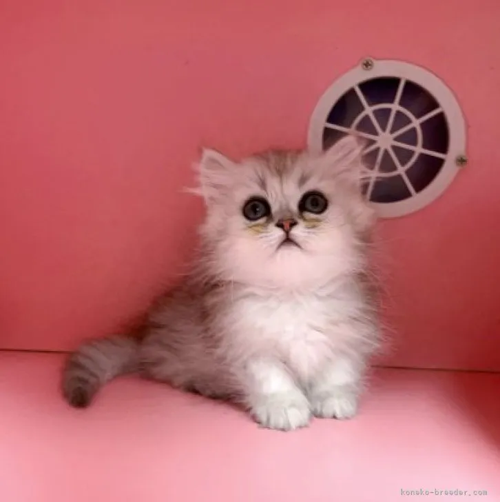 ID：2306-01264の子猫