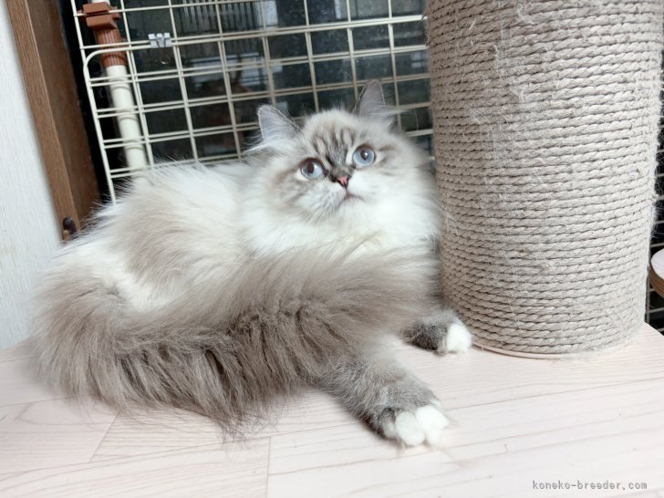 ラグドール【・女の子・2023年3月12日・シールポイント】