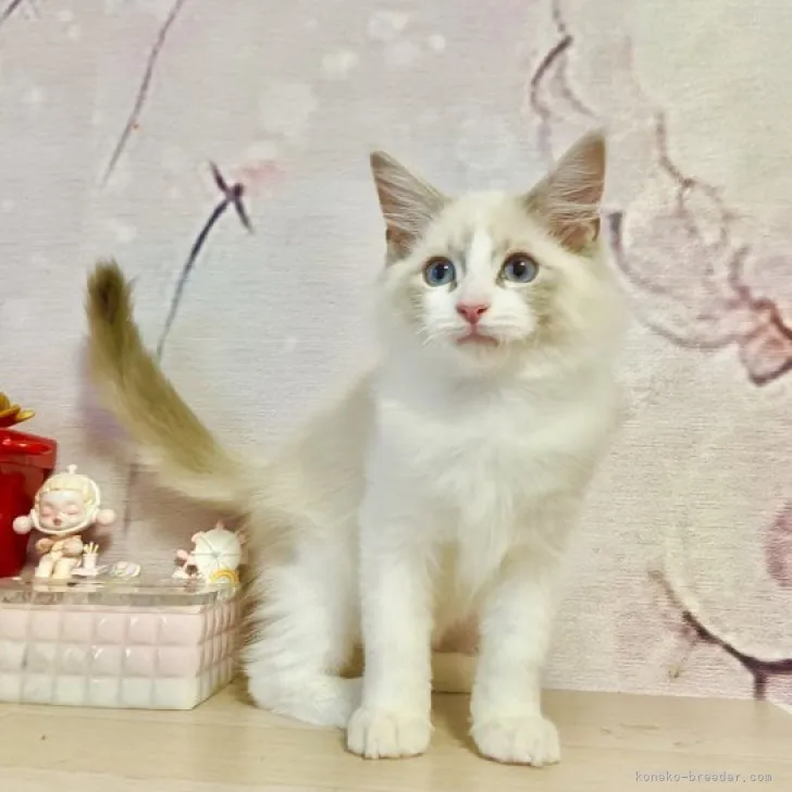 ID:2309-01881の子猫