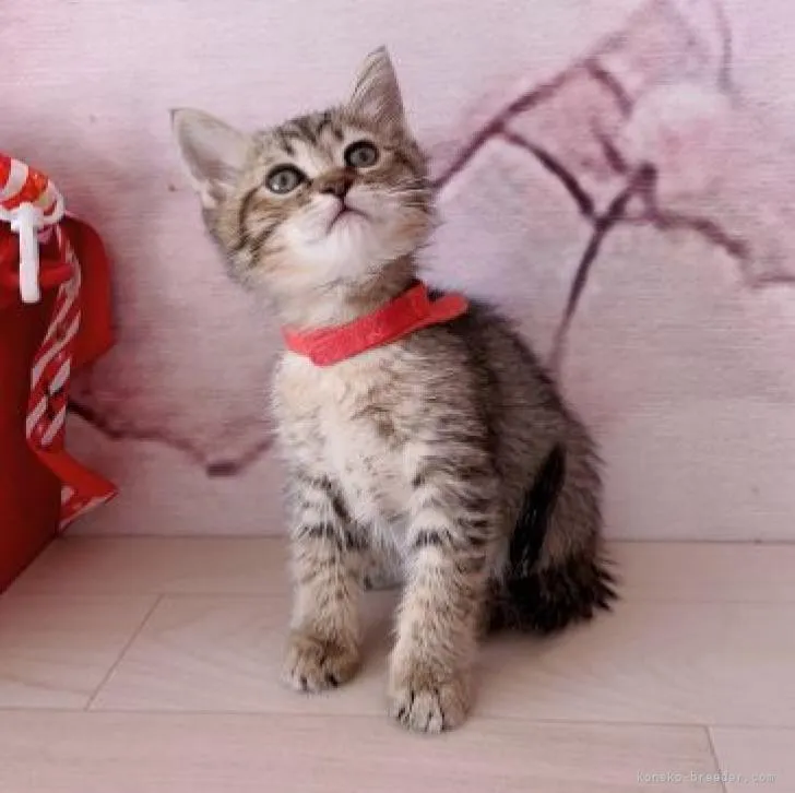 ID:2301-01856の子猫