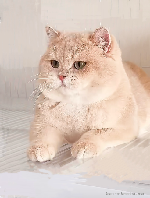 ブリティッシュショートヘア【・男の子・2024年7月23日・バンビブラッド・ライラックゴールデンシェーデッド】